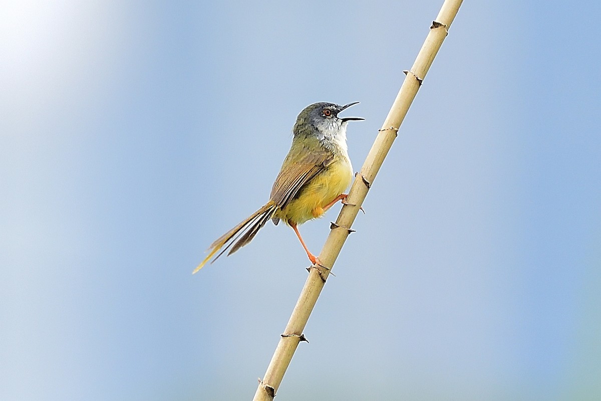 Yellow-bellied Prinia - ML277979301