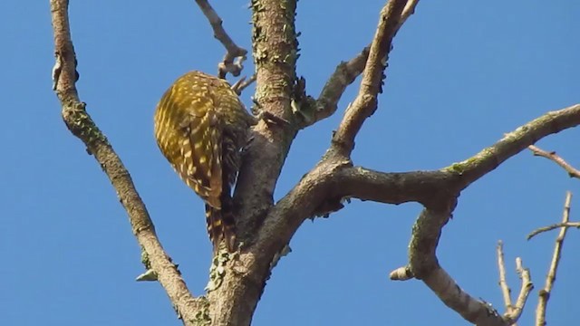 White-spotted Woodpecker - ML277979761