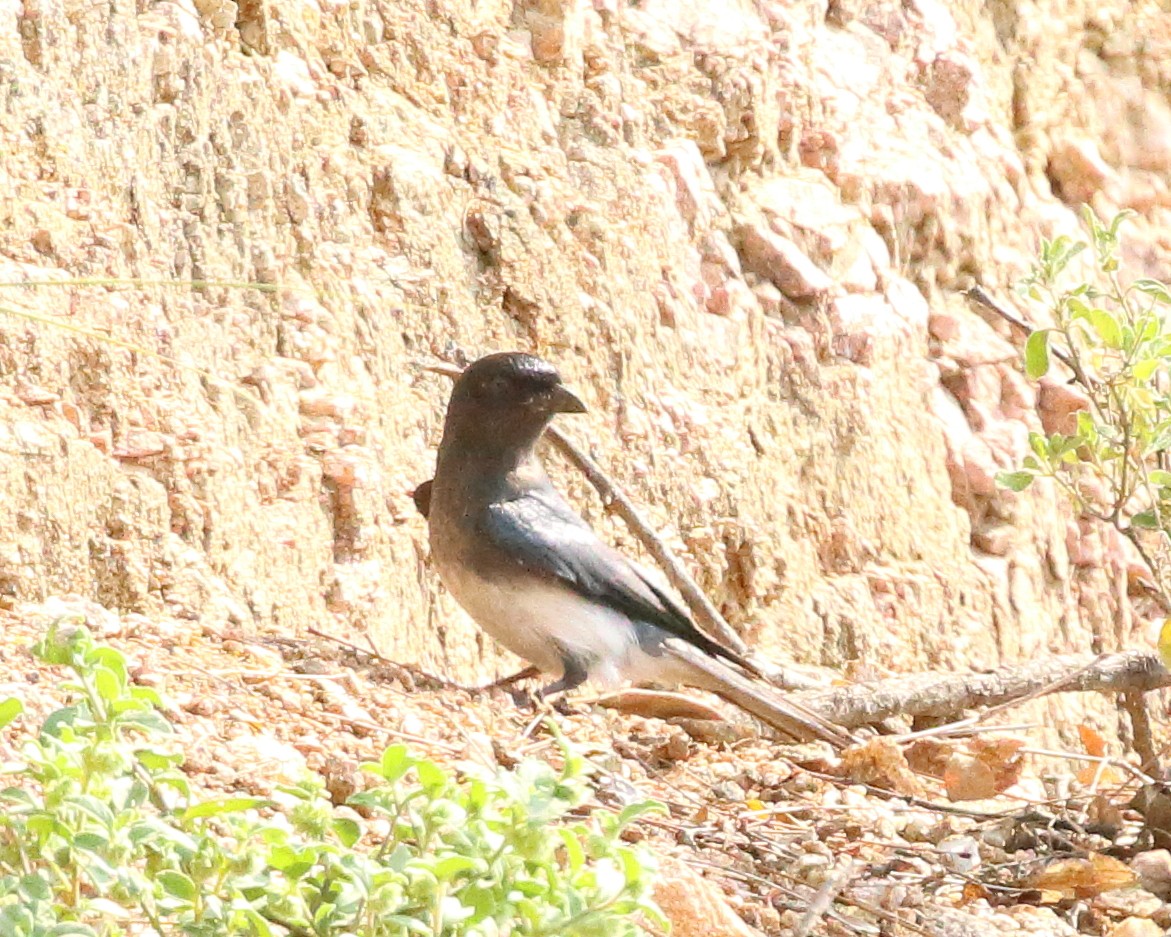 White-bellied Drongo - ML277979811