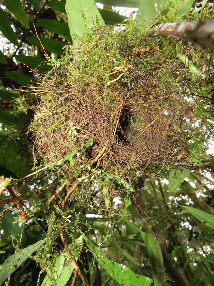 Gray-breasted Wood-Wren - ML277979921