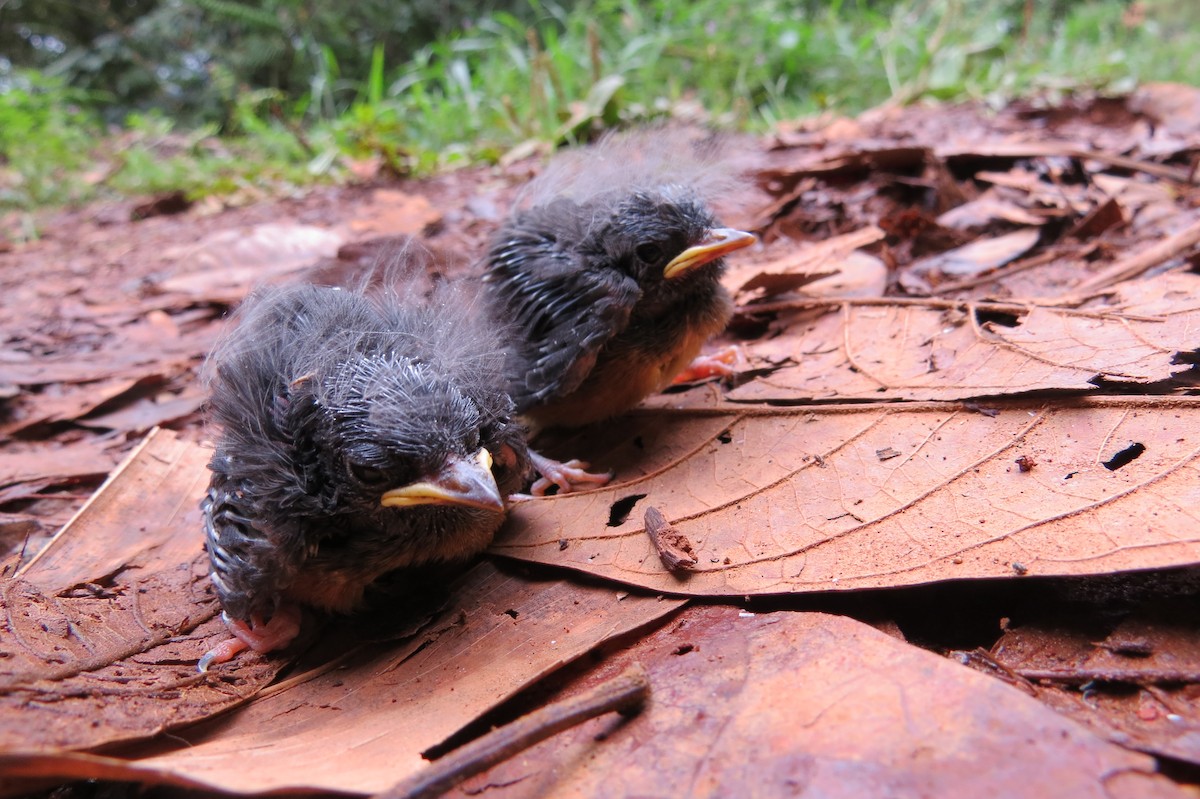 Черногорлая канделита - ML277981461