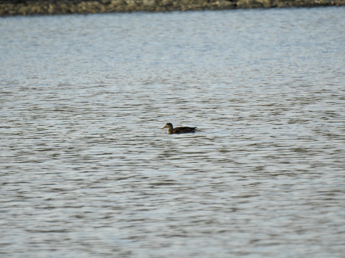 Gadwall (Common) - ML277981601