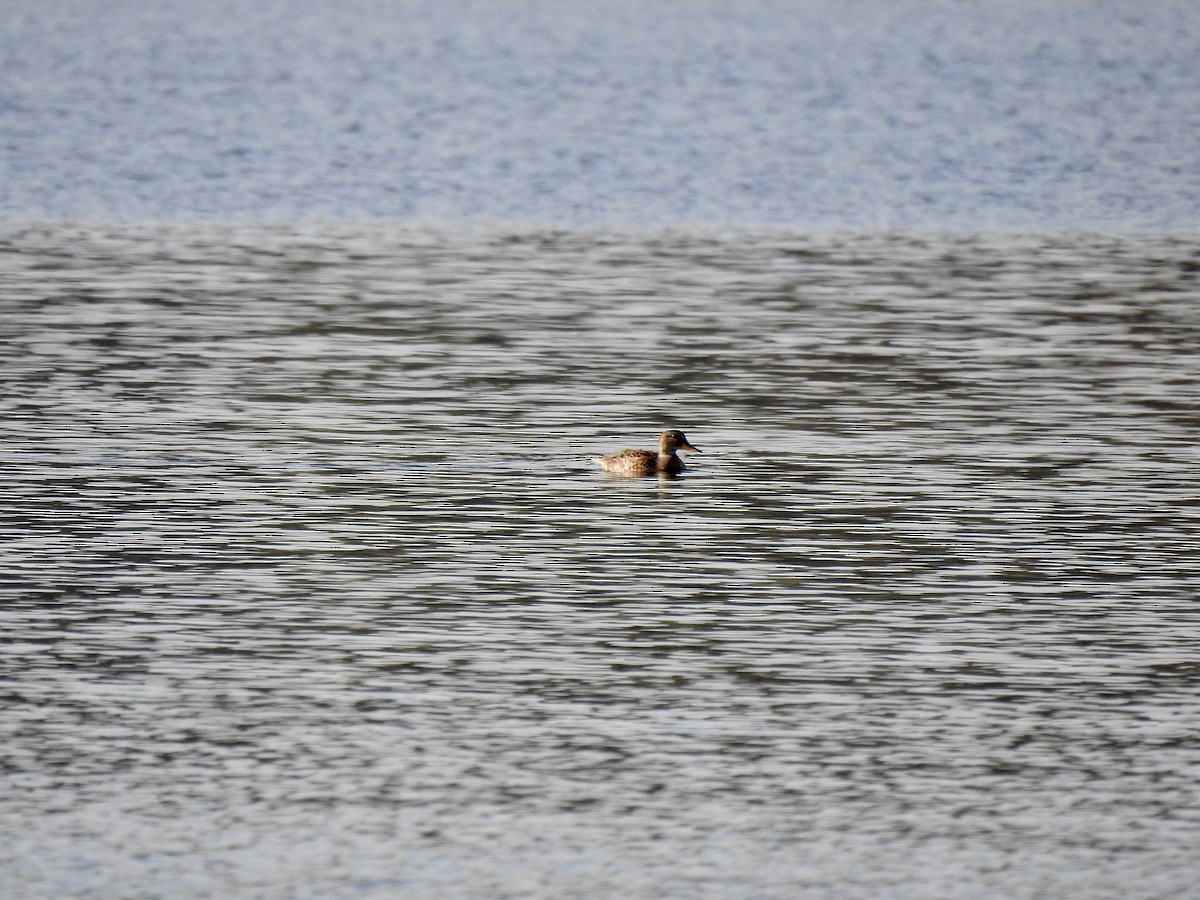 Gadwall (Common) - ML277981611