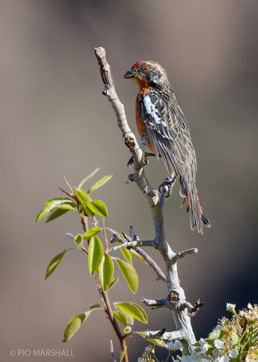 Rufous-tailed Plantcutter - Pio Marshall