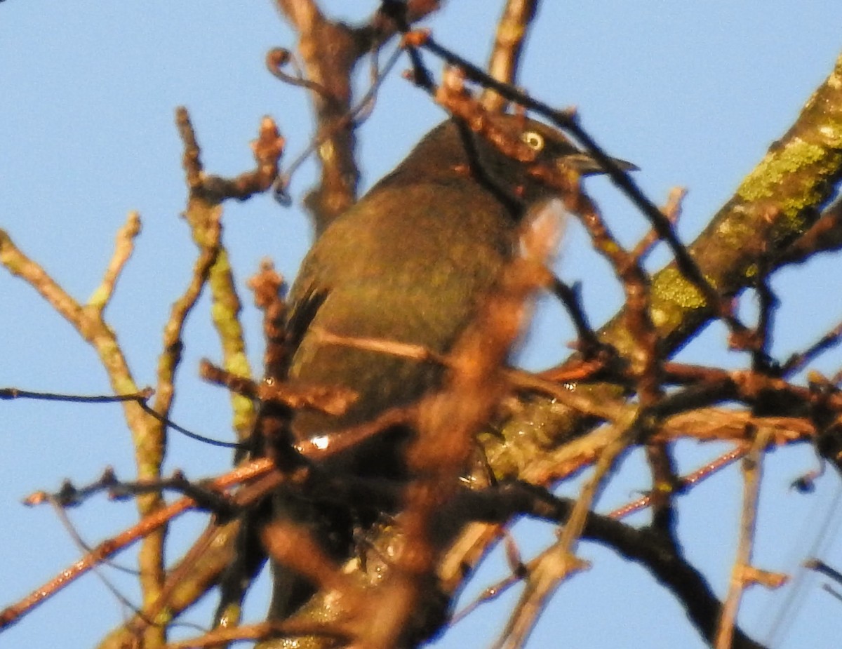 Rusty Blackbird - ML277983201