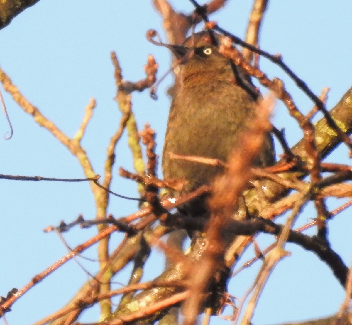 Rusty Blackbird - ML277983211