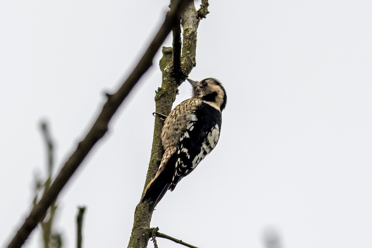 Gray-capped Pygmy Woodpecker - ML277984941