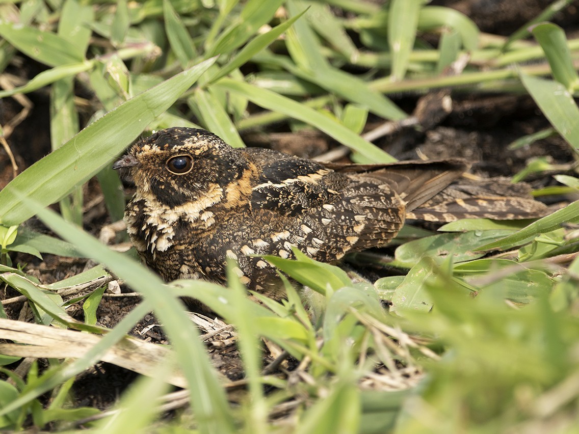 Spot-tailed Nightjar - ML277986281