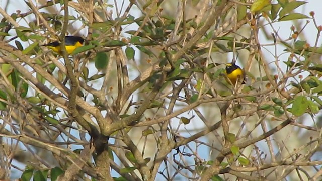 Purple-throated Euphonia - ML277986651