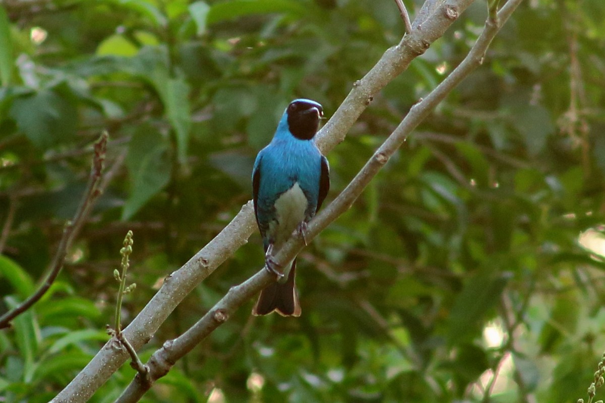 Swallow Tanager - ML277986811