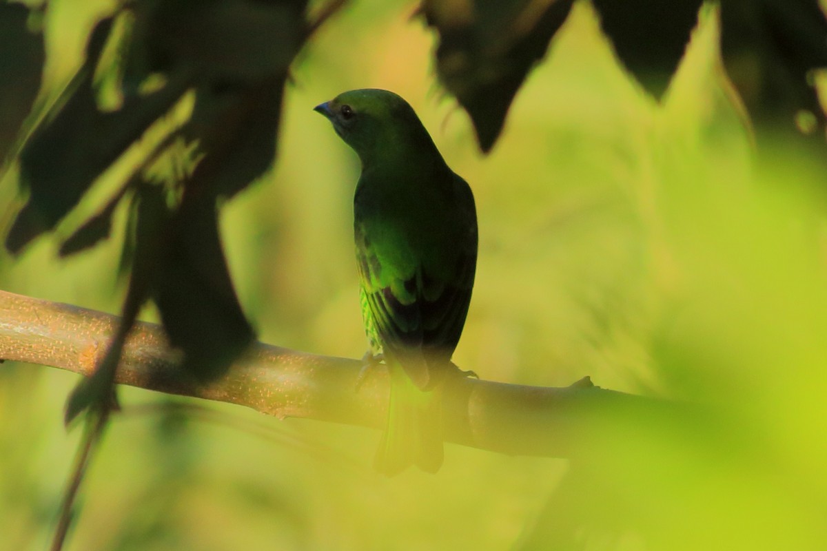 Swallow Tanager - ML277986821