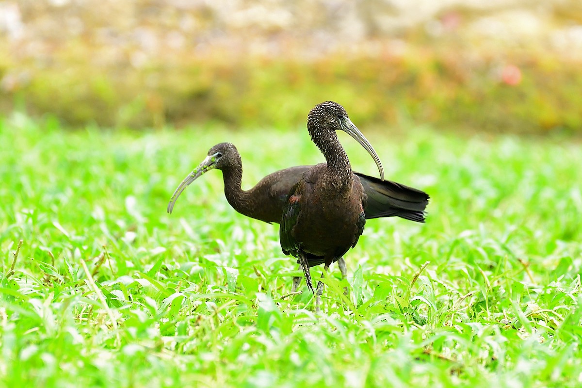 Glossy Ibis - ML277987201