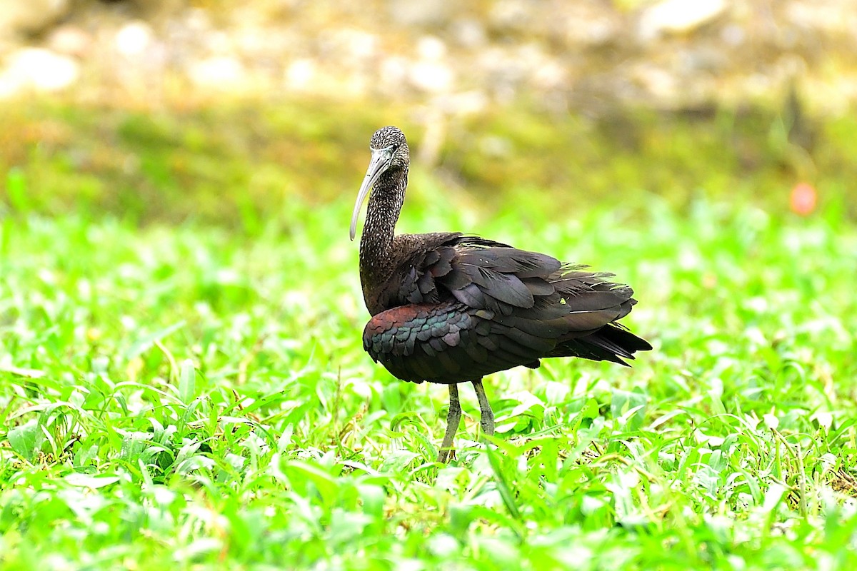 Glossy Ibis - ML277987221