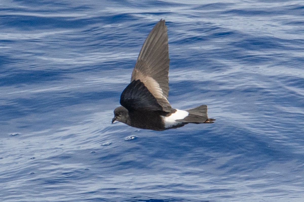 Wilson's Storm-Petrel - ML277987231