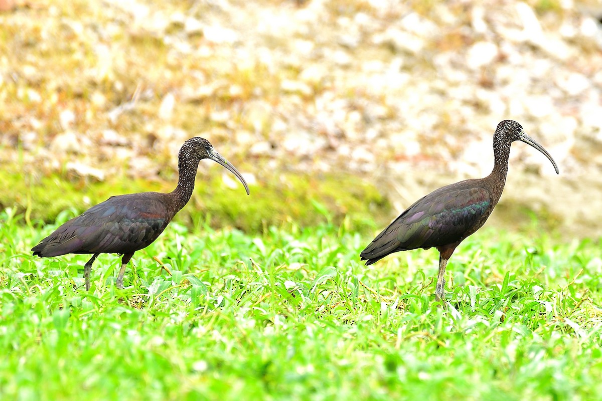 Glossy Ibis - ML277987271