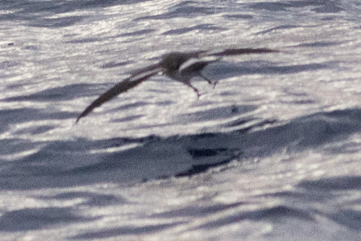 White-faced Storm-Petrel - ML277987551