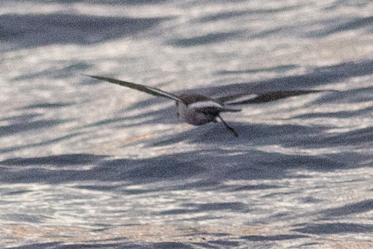 White-faced Storm-Petrel - ML277987581