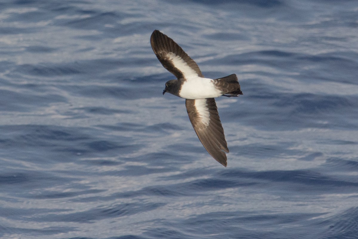 White-bellied Storm-Petrel - ML277987621