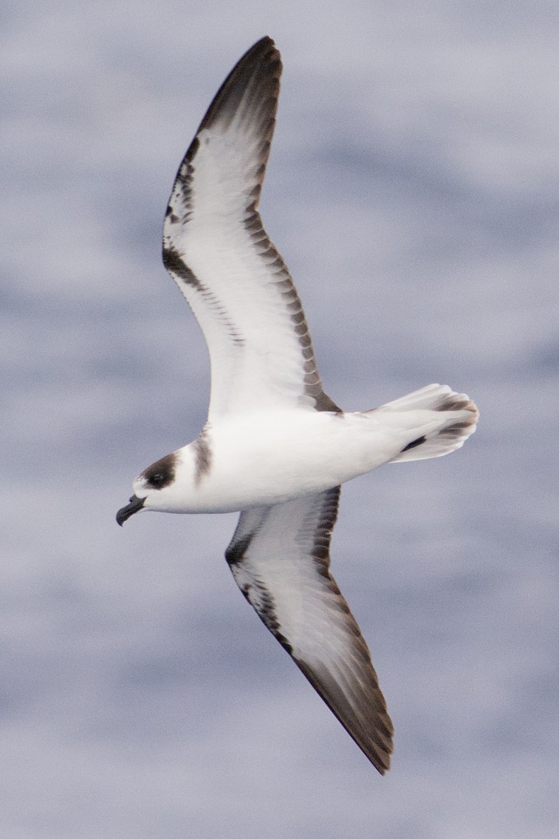 White-necked Petrel - Lisle  Gwynn
