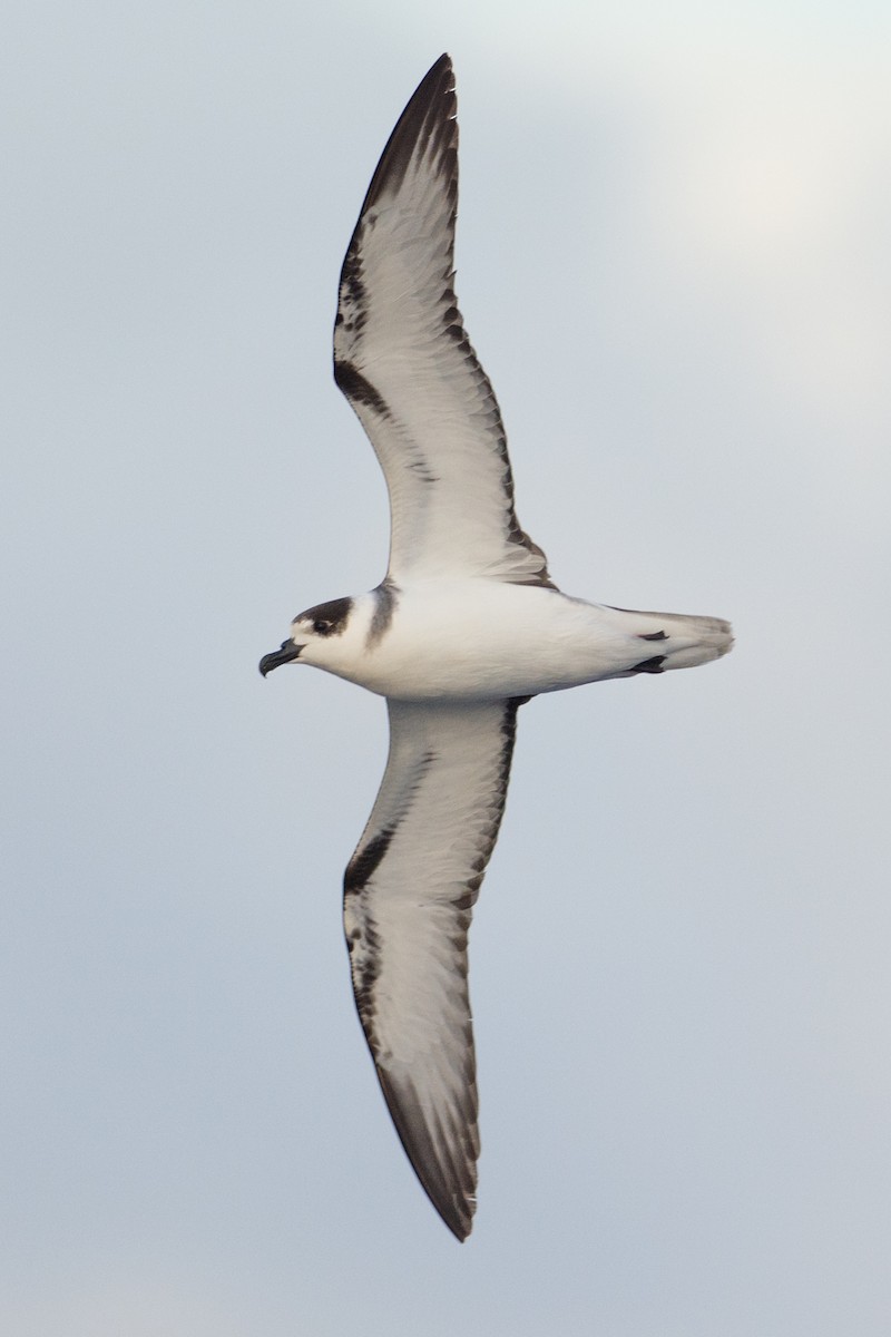 White-necked Petrel - ML277987701