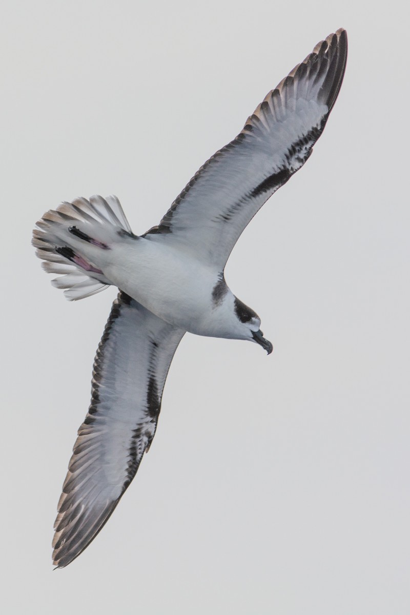 White-necked Petrel - ML277987711