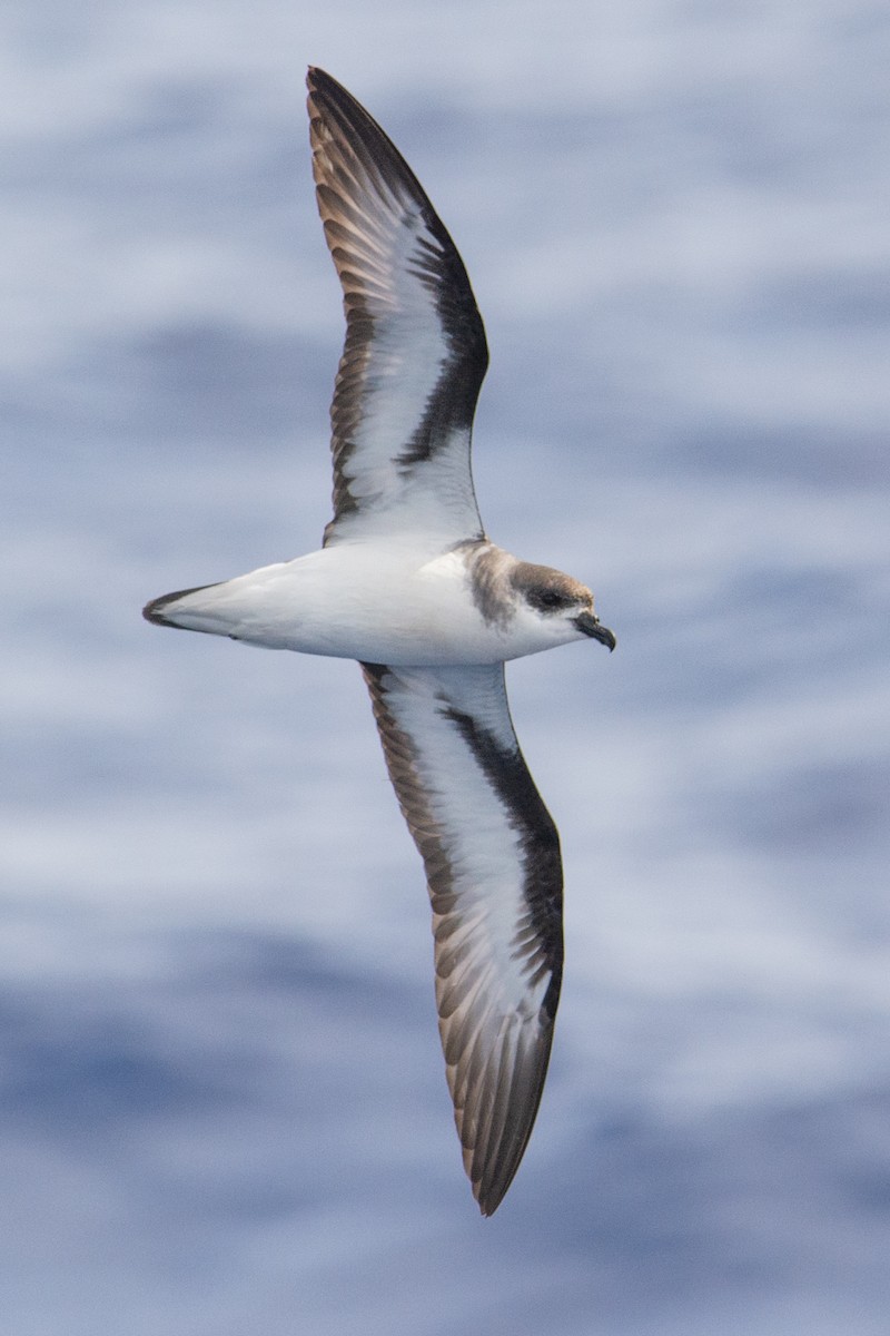 Black-winged Petrel - ML277987801