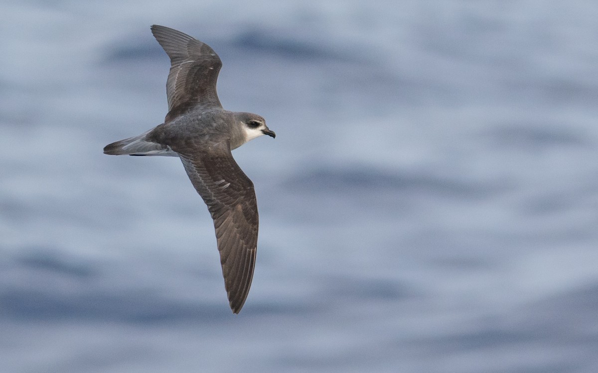 Black-winged Petrel - Lisle  Gwynn