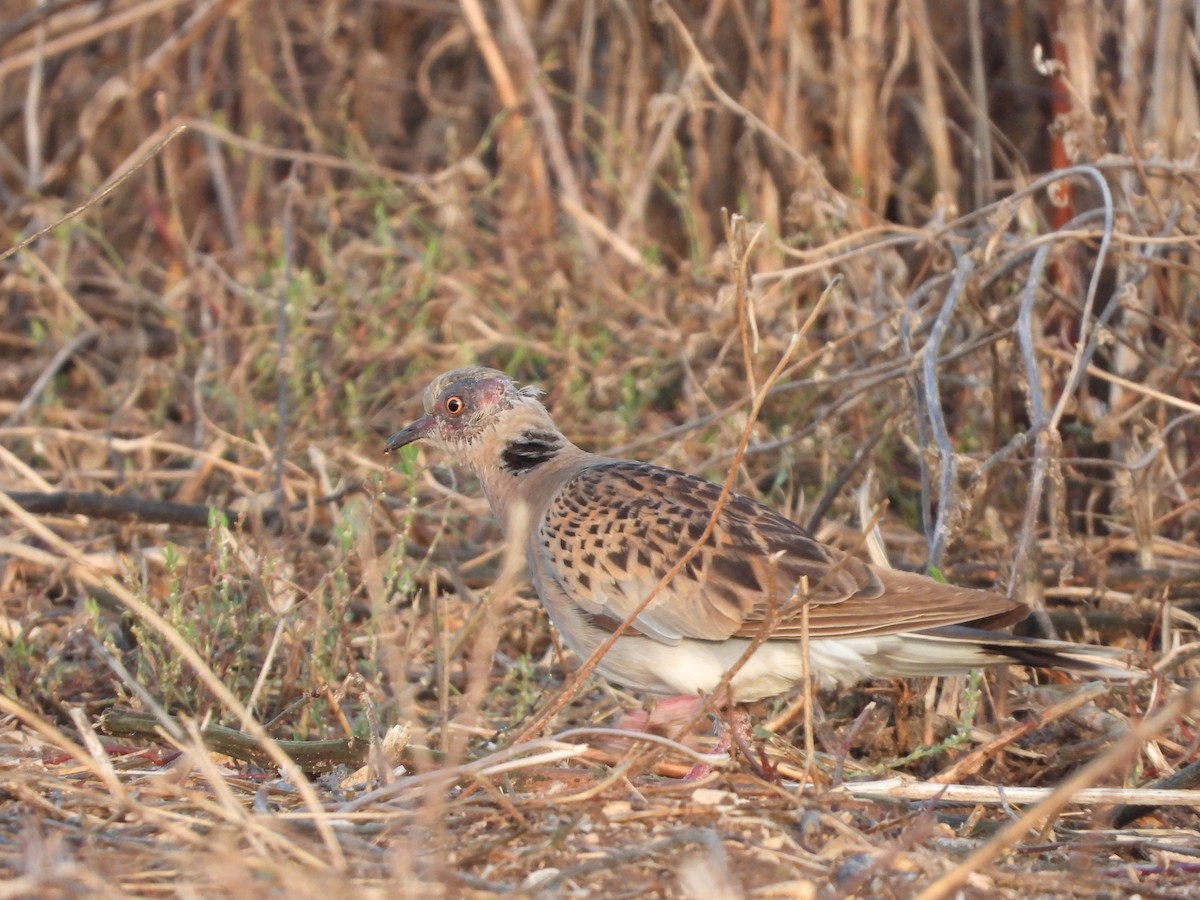 European Turtle-Dove - ML277988171