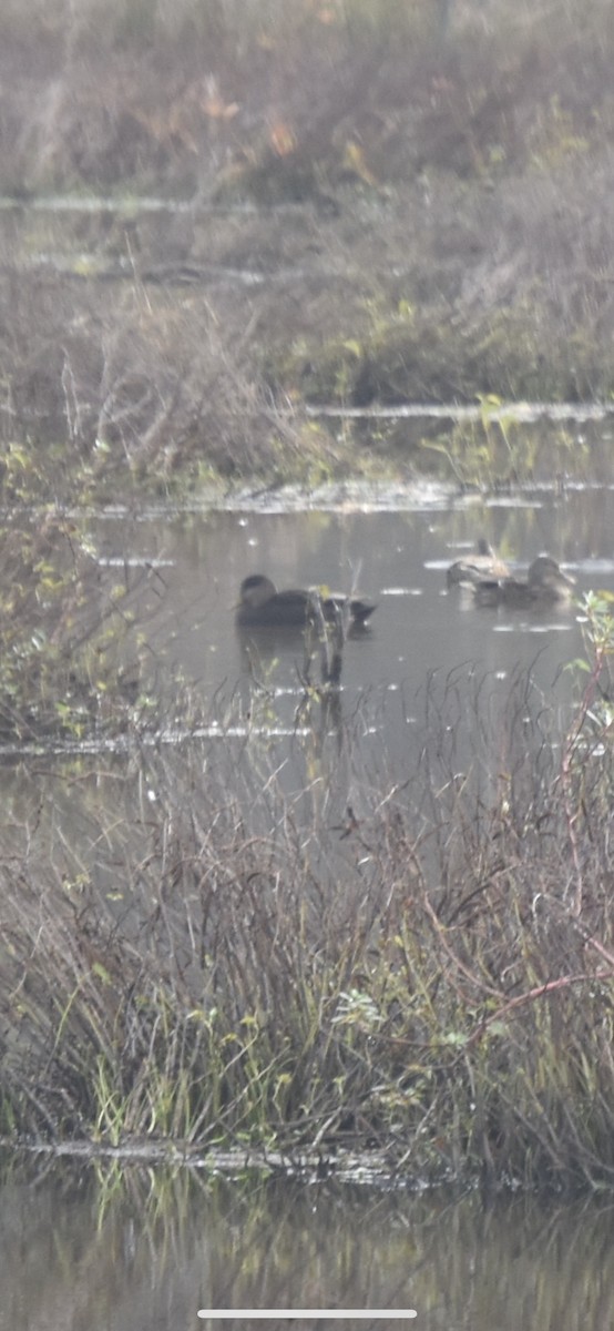 American Black Duck - ML277988741