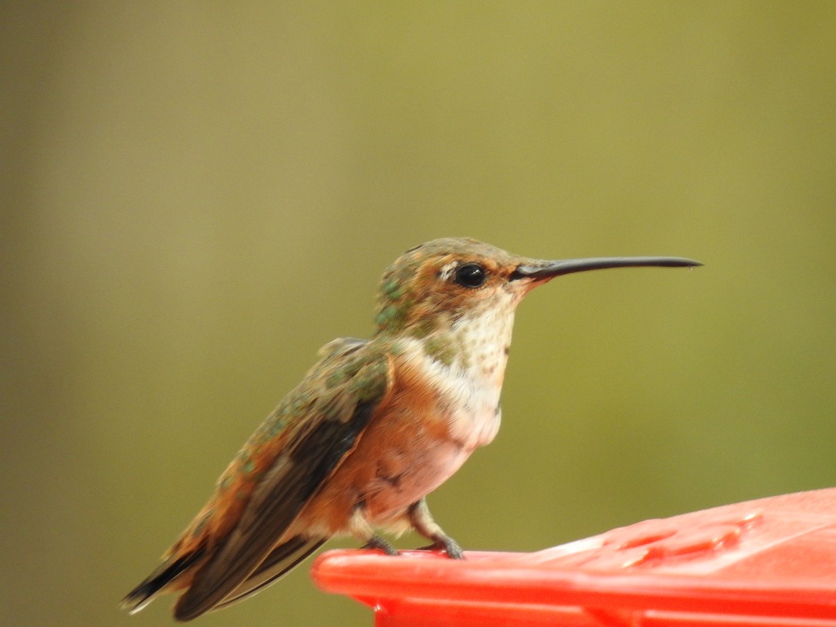 Colibrí Rufo - ML277989191
