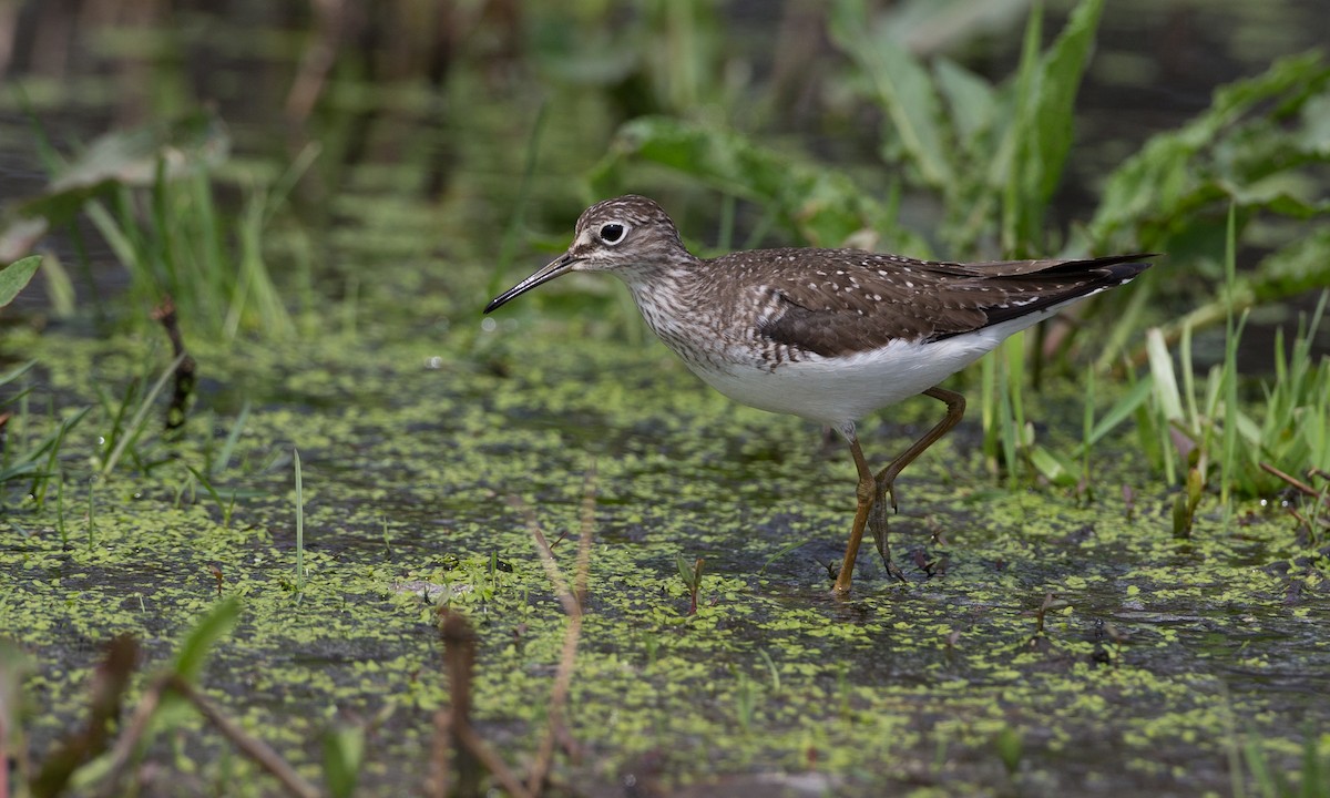 Solitary Sandpiper - ML27799041