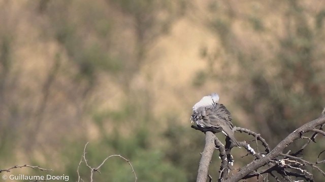 Picui Ground Dove - ML277990611