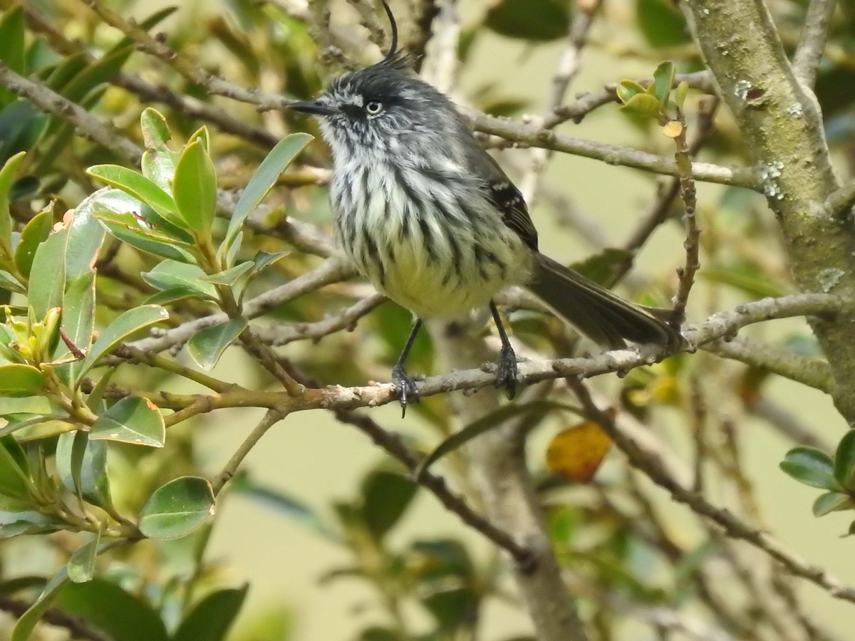 Tufted Tit-Tyrant - ML277990691