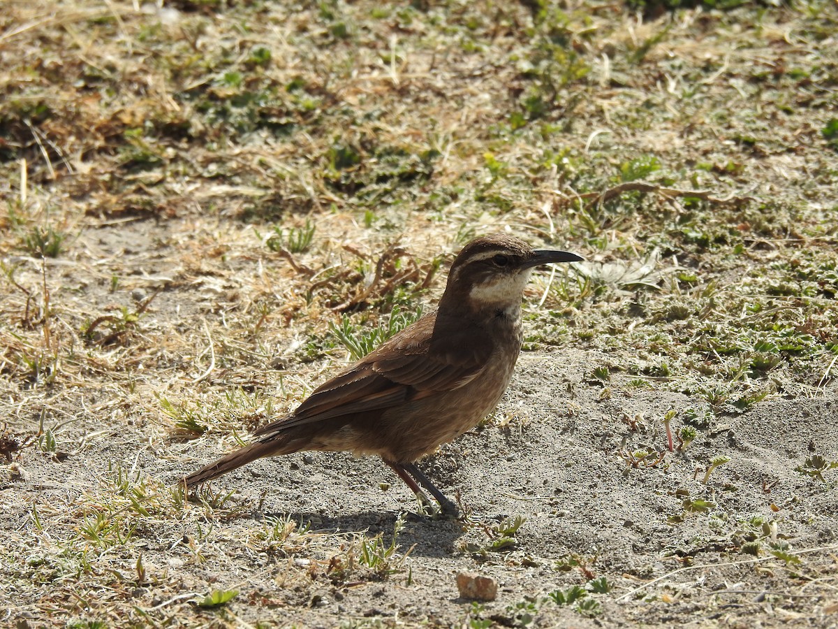 Stout-billed Cinclodes - ML277991111