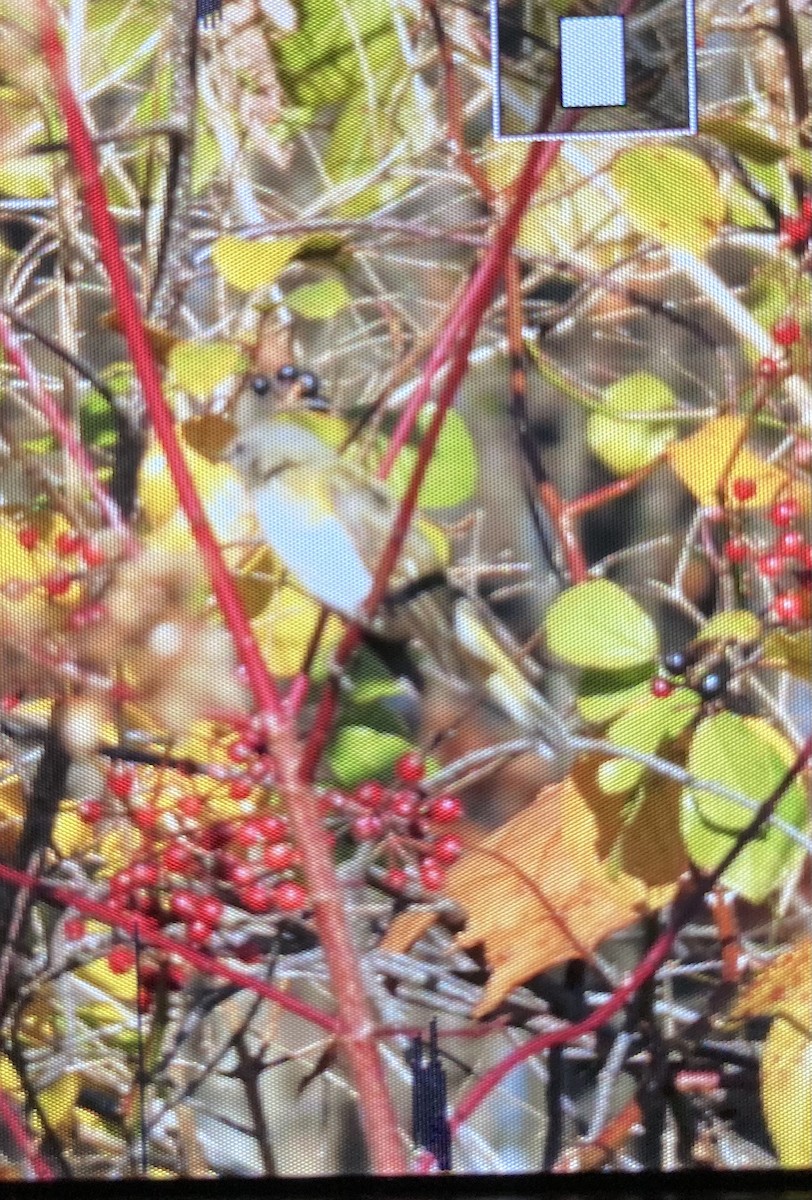 American Redstart - ML277991641