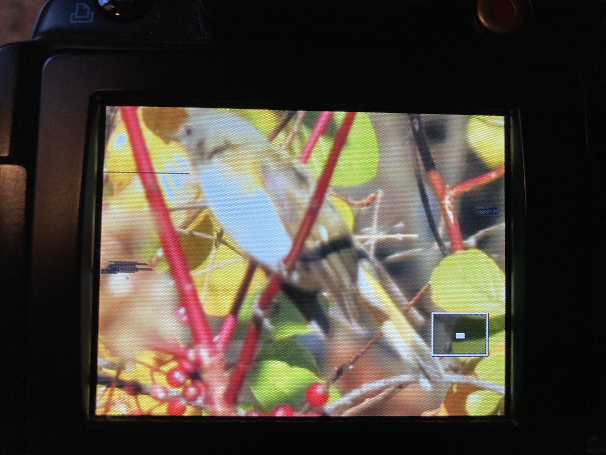 American Redstart - ML277991661