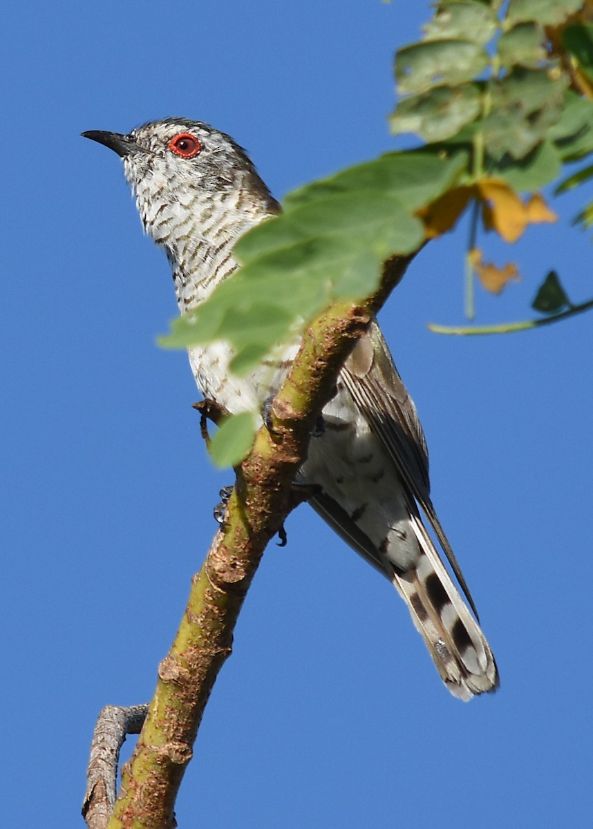 Little Bronze-Cuckoo - Geoffrey Groom