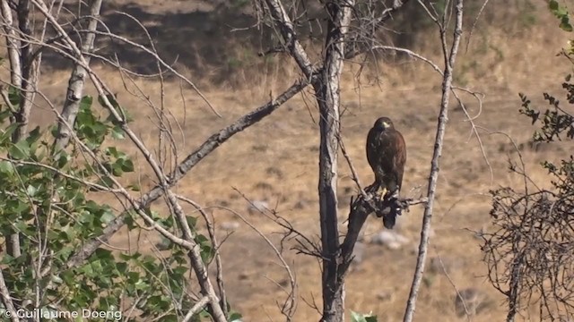 Harris's Hawk - ML277993271