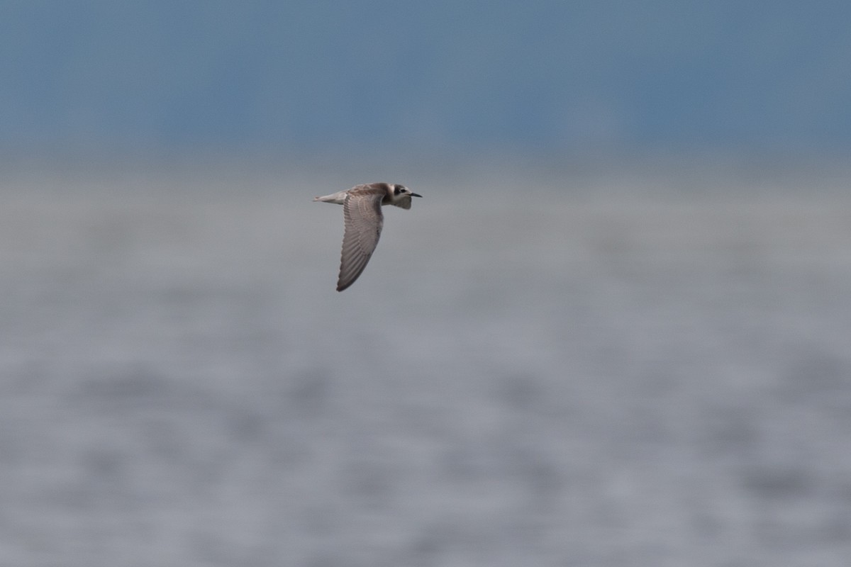 Black Tern (American) - ML27799571