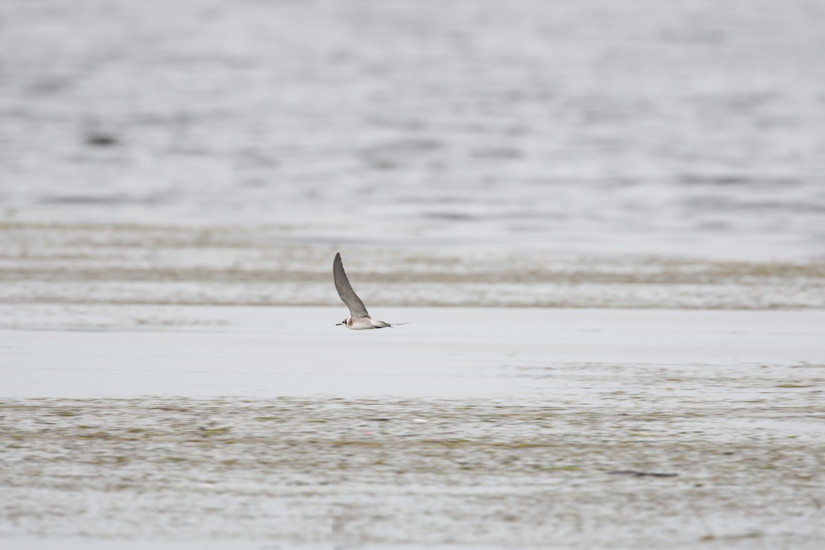 Black Tern (American) - ML27799641