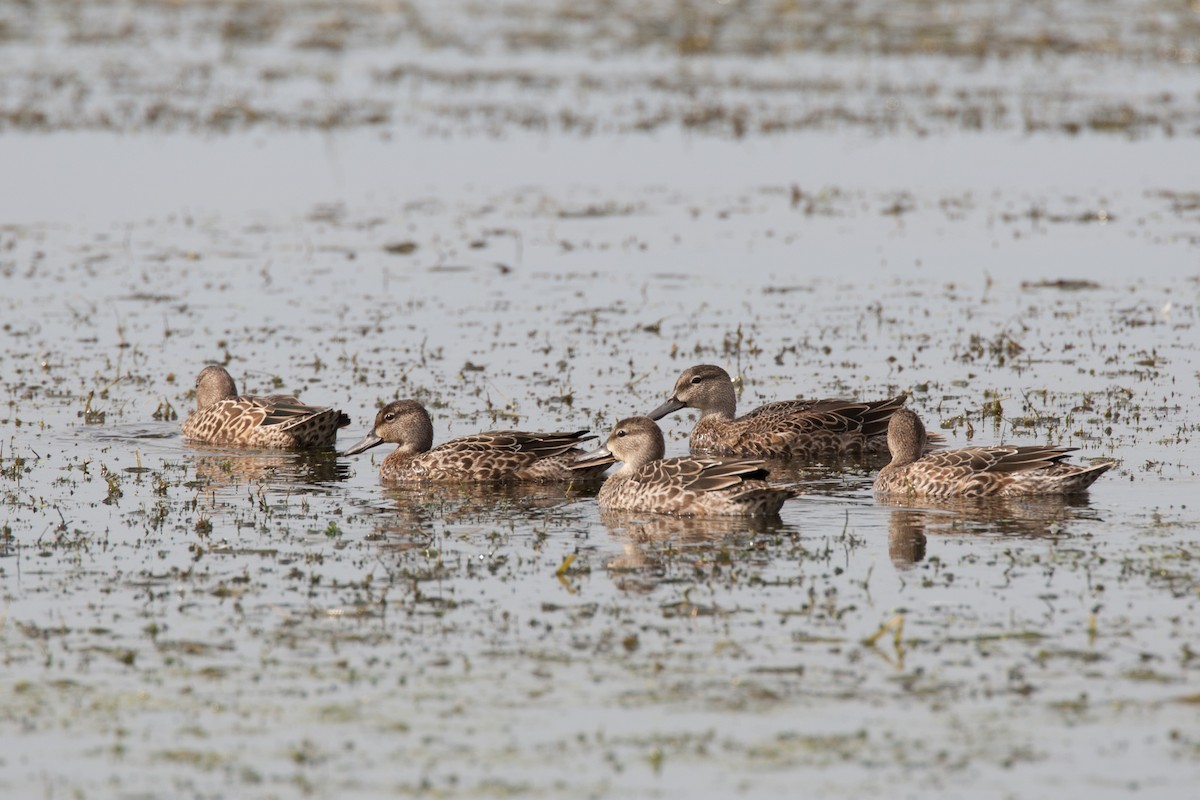 Blue-winged Teal - Chris Wood
