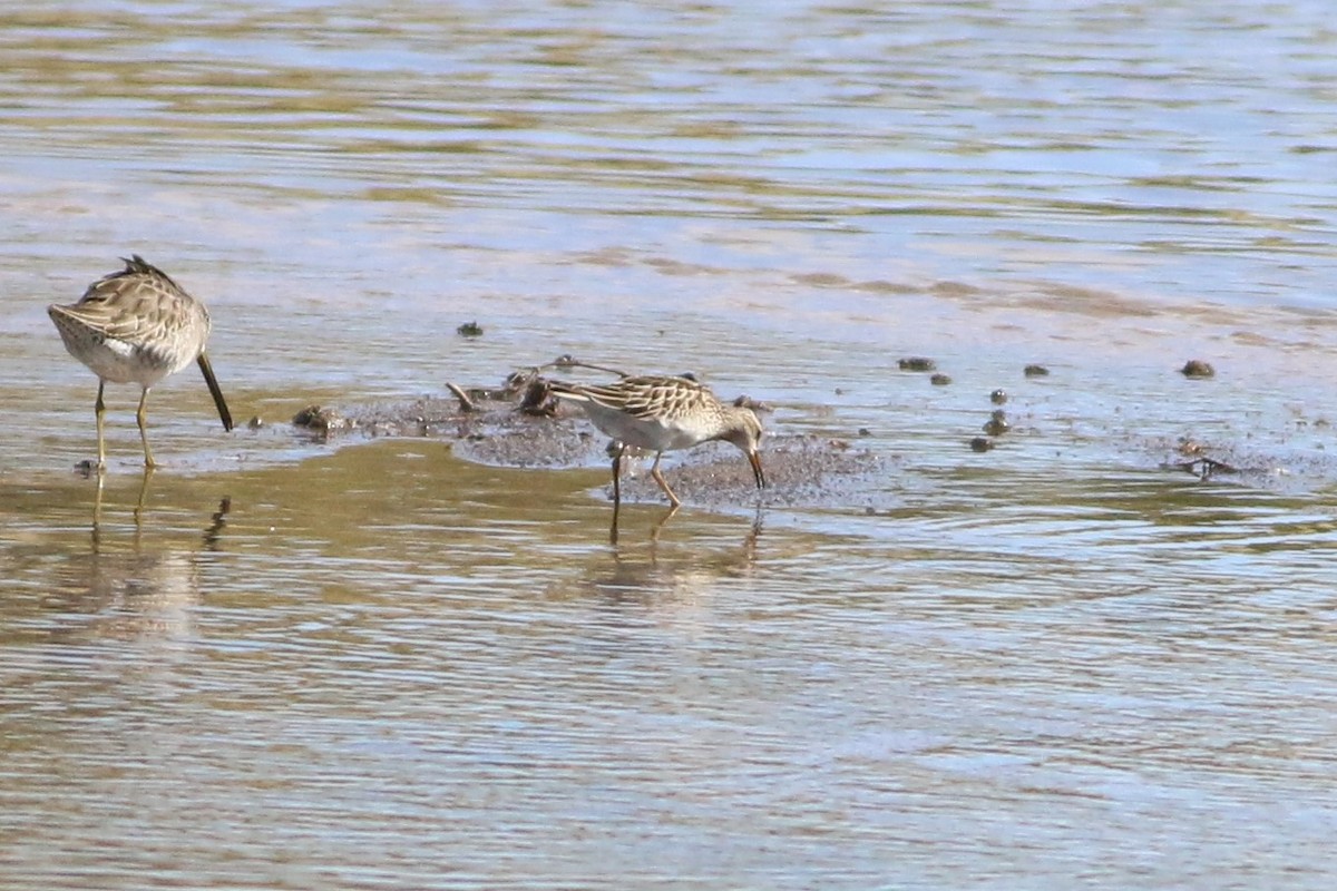 Pectoral Sandpiper - ML277997441