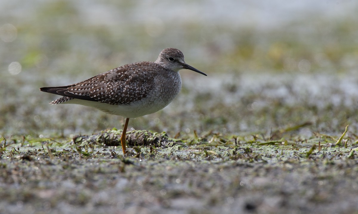 Lesser Yellowlegs - ML27799801