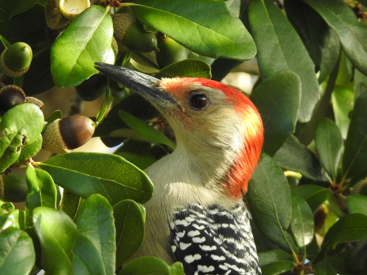 Red-bellied Woodpecker - Janet Saczawa