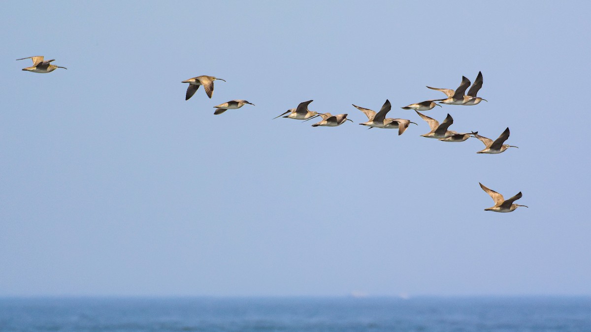 Whimbrel - Giuseppe Citino