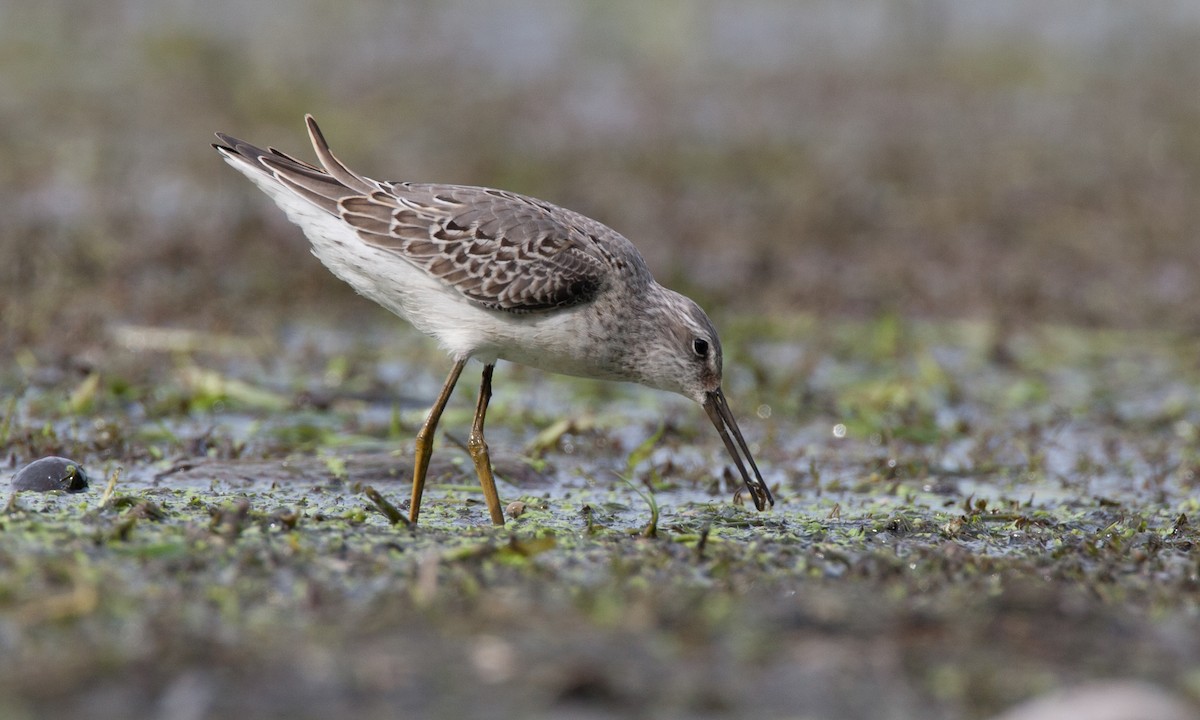 Stilt Sandpiper - Chris Wood