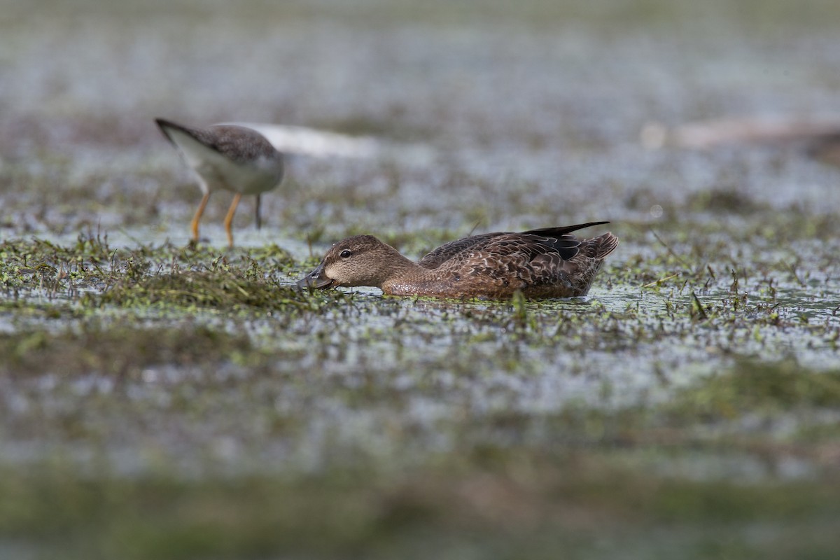 Blue-winged Teal - ML27800321