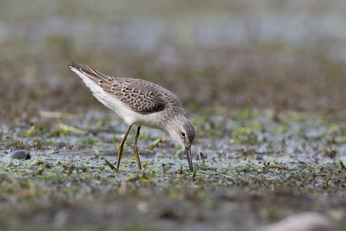 Stilt Sandpiper - ML27800371