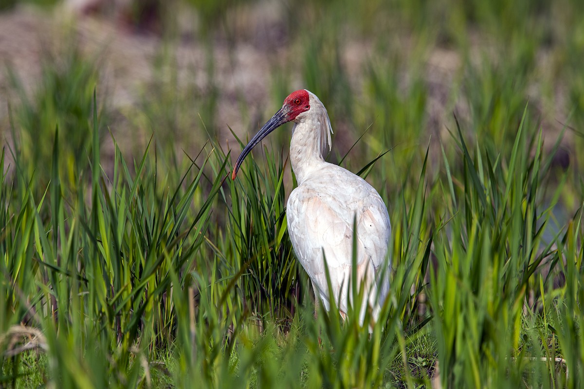 Crested Ibis - Su Li