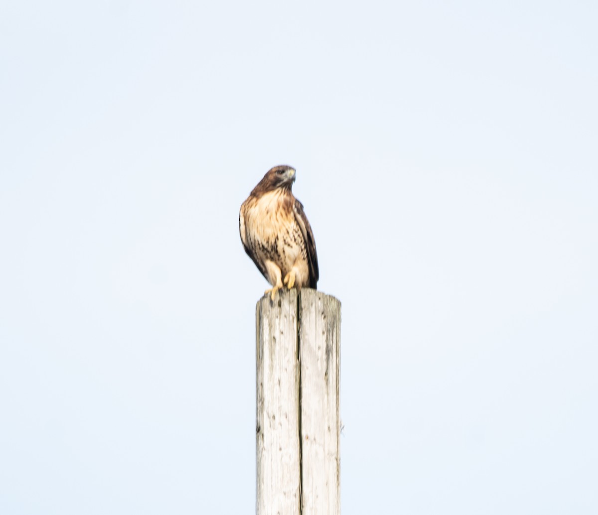 Accipitridae sp. (hawk sp.) - ML278003911